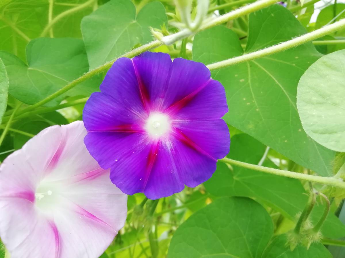 Prodajem sjeme CVIJEĆA iz ekološkog vrta, NAMJENA ZA MALE VRTOVE