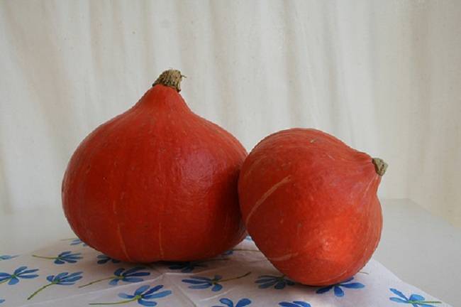 Prodajem sjeme POVRĆA iz ekološkog vrta, uzgojeno bez pesticida