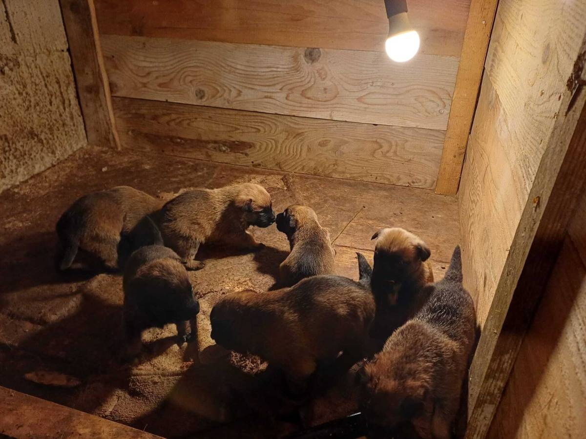 Prodajemo Belgijske ovčare