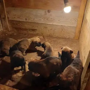 Prodajemo Belgijske ovčare