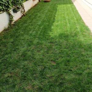 Prostran stan s dvorištem, Tar