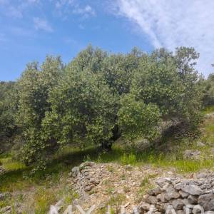 Prostrano poljoprivredno zemljište na Korčuli