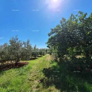 PULA - Građevinsko zemljište na Busoleru