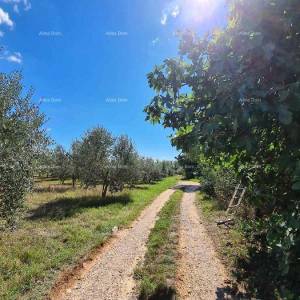 PULA - Građevinsko zemljište na Busoleru