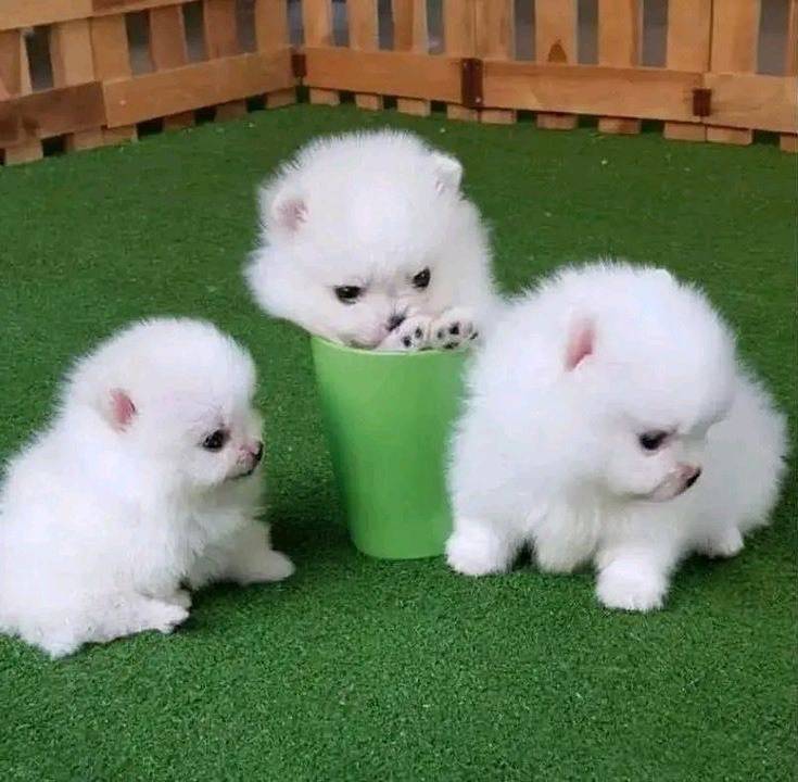 Štenci pomeranskog pomeranca