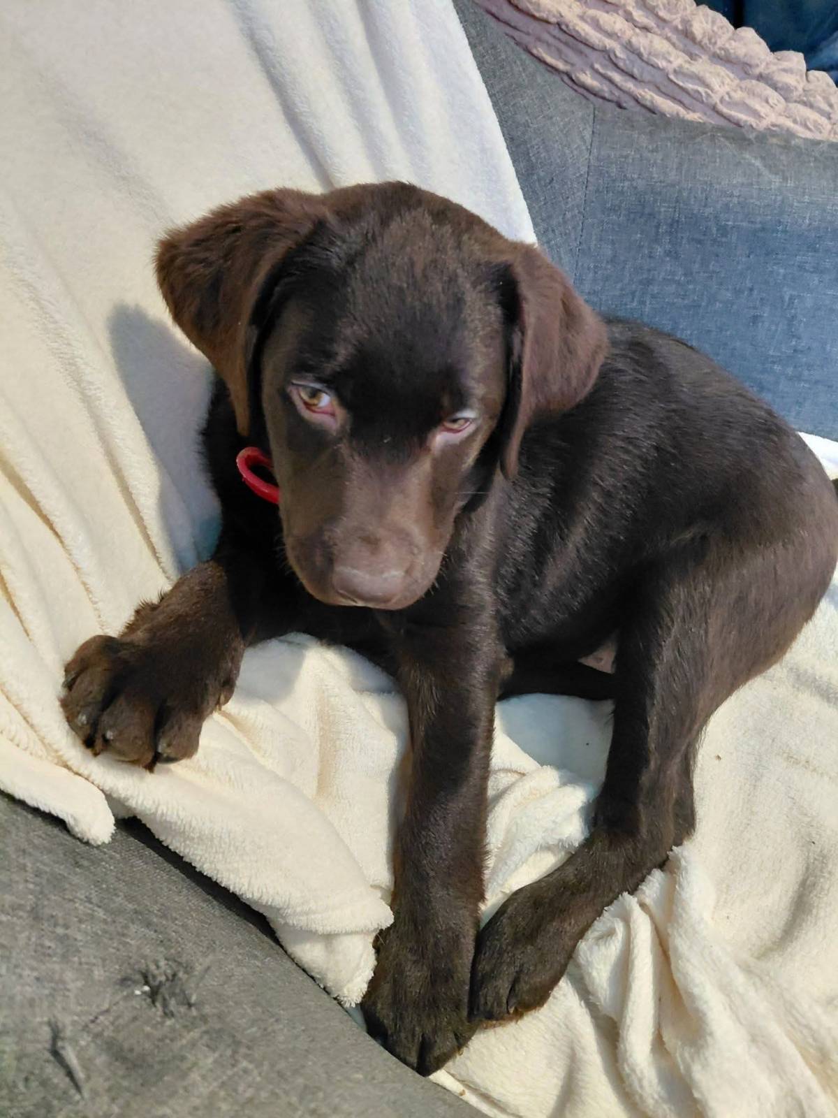 Štene čokoladni labrador starosti 2 i pol mjeseca