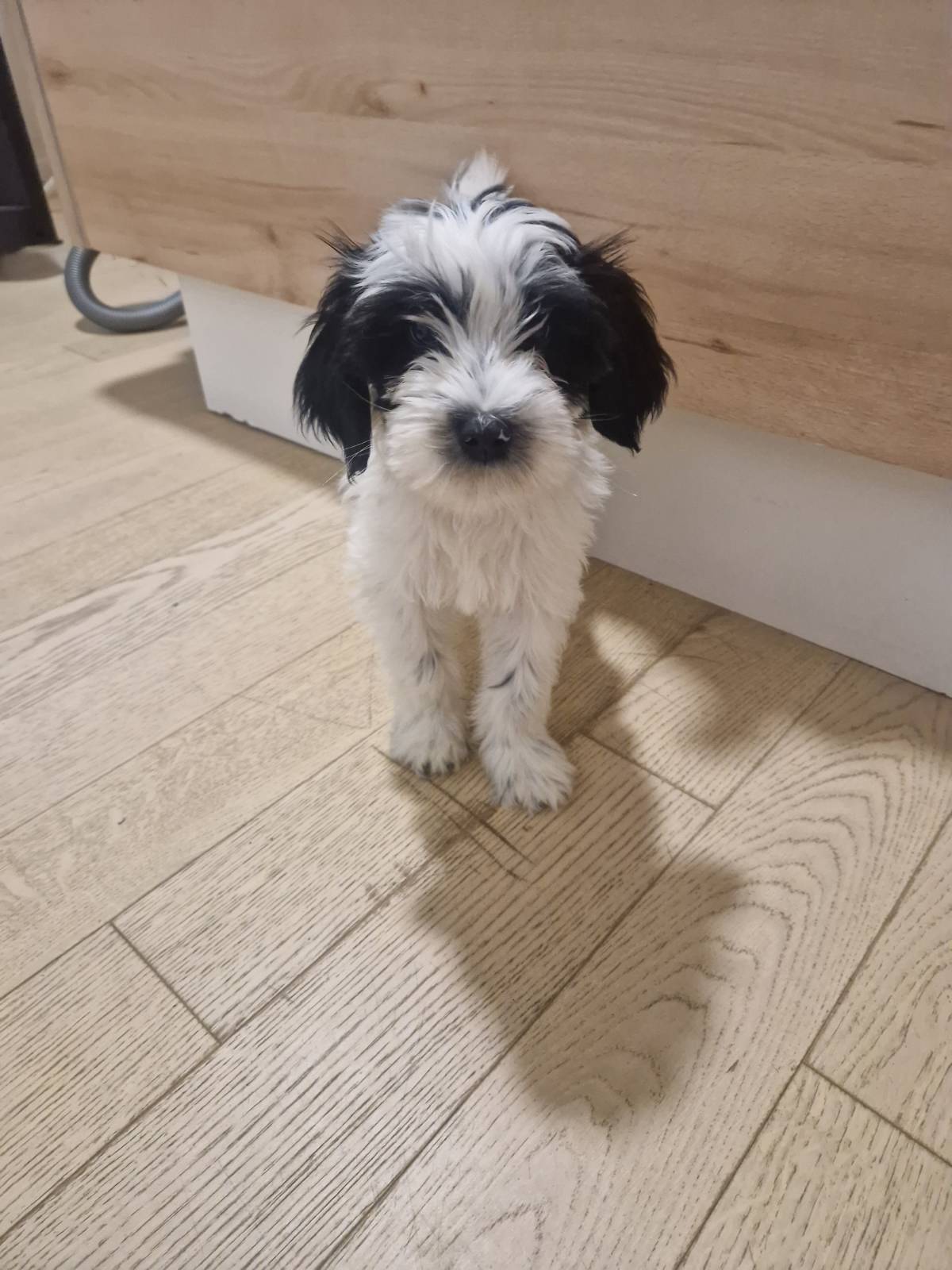 Tibetski terijer štenci(spremni za preuzimanje)1