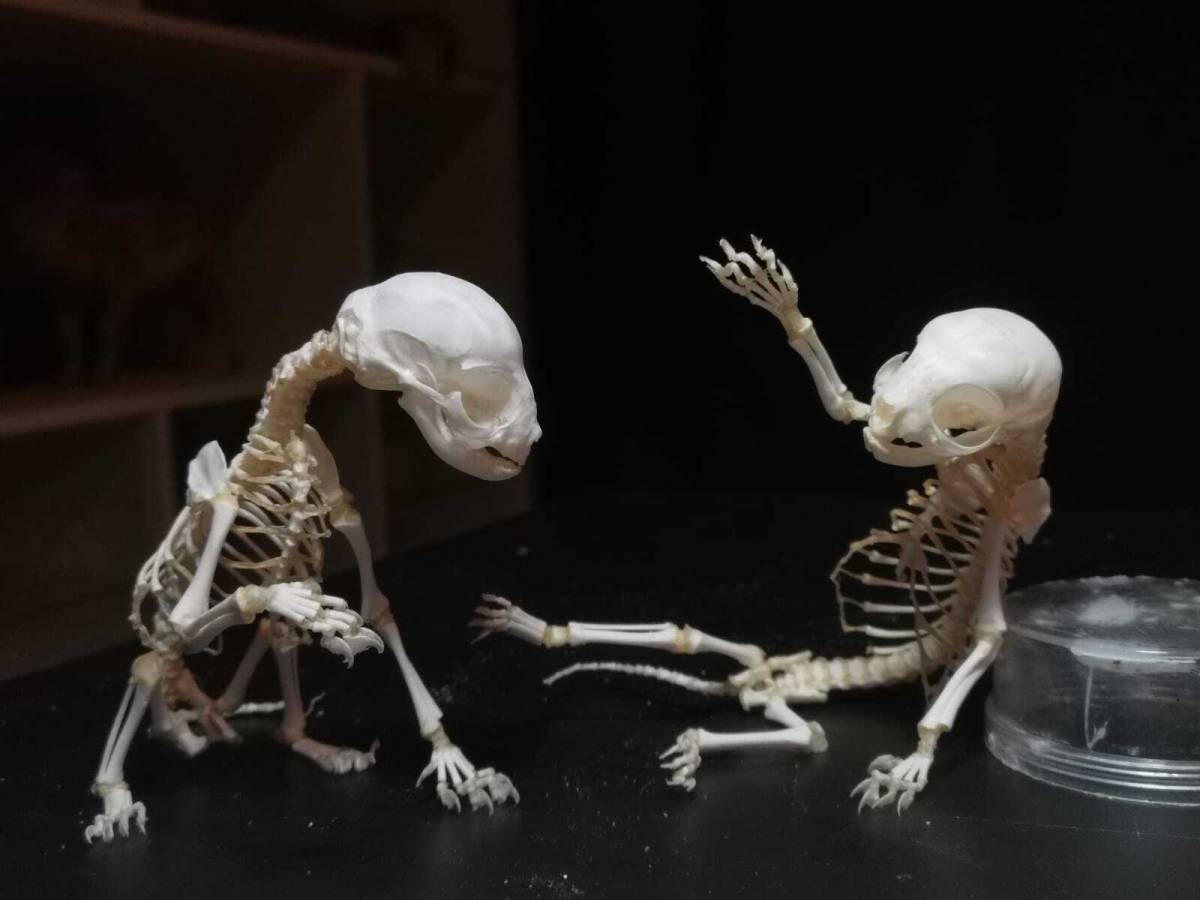 TRAŽIM veterinare i uzgajivače za poginule jedinke