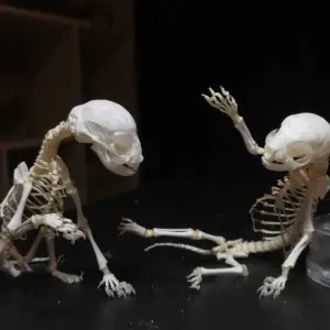 TRAŽIM veterinare i uzgajivače za poginule jedinke