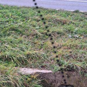 B.RIJEKA: POLJOP ZEMLJIŠTE, 3 HA UZ POTOK,  BREŽULJCI, ŠUME, RIJEKA