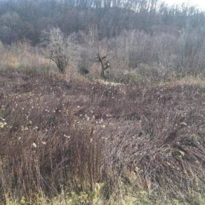 B.RIJEKA: POLJOP ZEMLJIŠTE, 3 HA UZ POTOK,  BREŽULJCI, ŠUME, RIJEKA