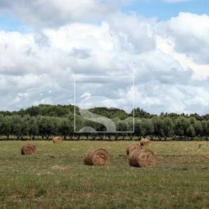 Investicijska PRILIKA - Ližnjan - 15.942m2 