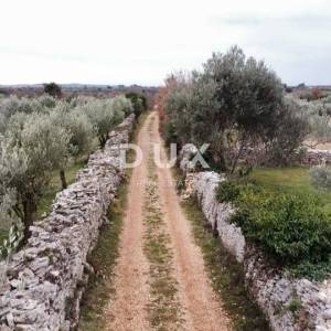 ISTRA, VODNJAN - Poljoprivredno zemljište s mladim maslinama