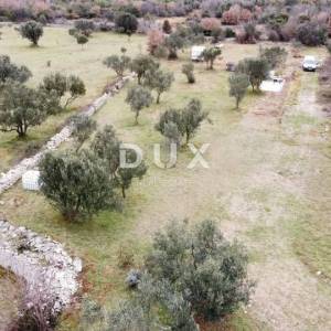 ISTRA, VODNJAN - Poljoprivredno zemljište s mladim maslinama