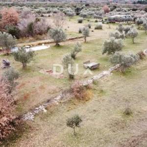 ISTRA, VODNJAN - Poljoprivredno zemljište s mladim maslinama