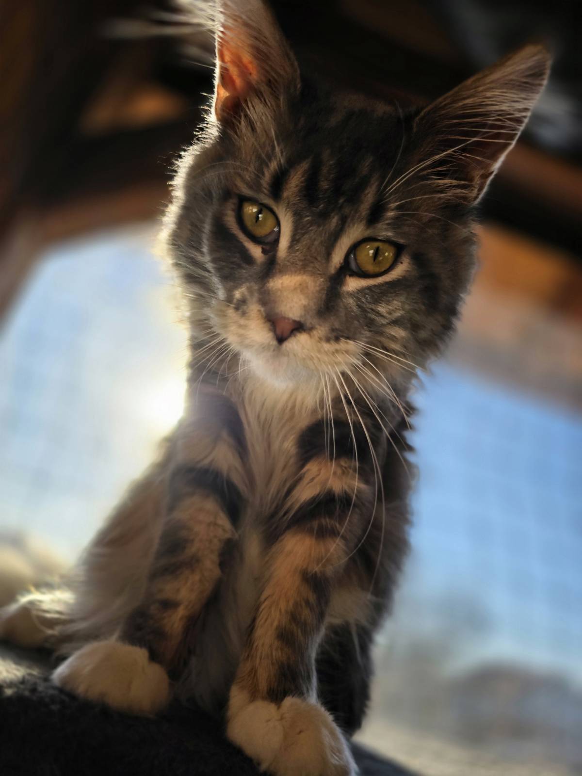Maine Coon macak spreman za parenje