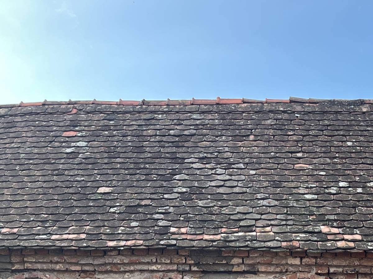 POKLANJAM sitni biber crijep