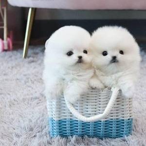 Prekrasni štenci pomeranskog špica na prodaju