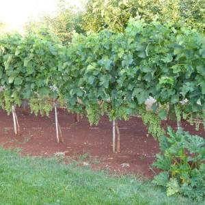 Prodaje se vila, blizina Marčane.