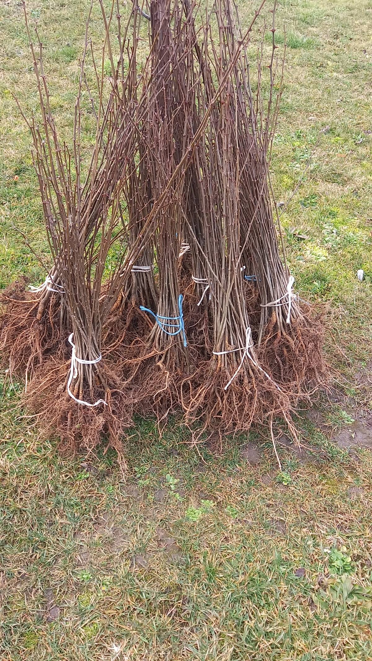 Prodajem sadnice bagrema