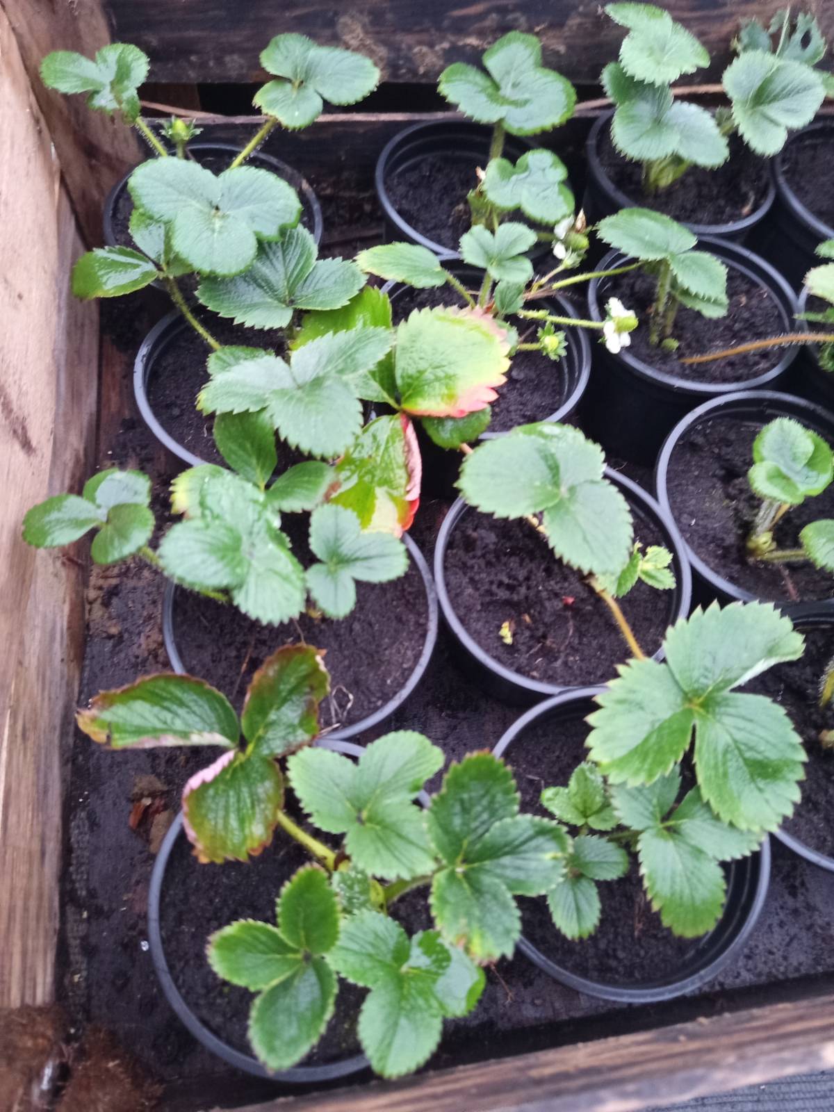 Prodajem sadnice jagoda sezonske