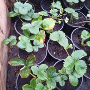 Prodajem sadnice jagoda sezonske