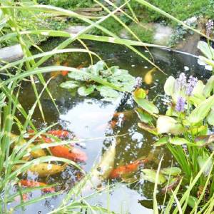 Samostojeća u blizini plaže!  Banjole.