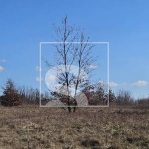 Savršena lokacija za obiteljsku kuću ili vilu