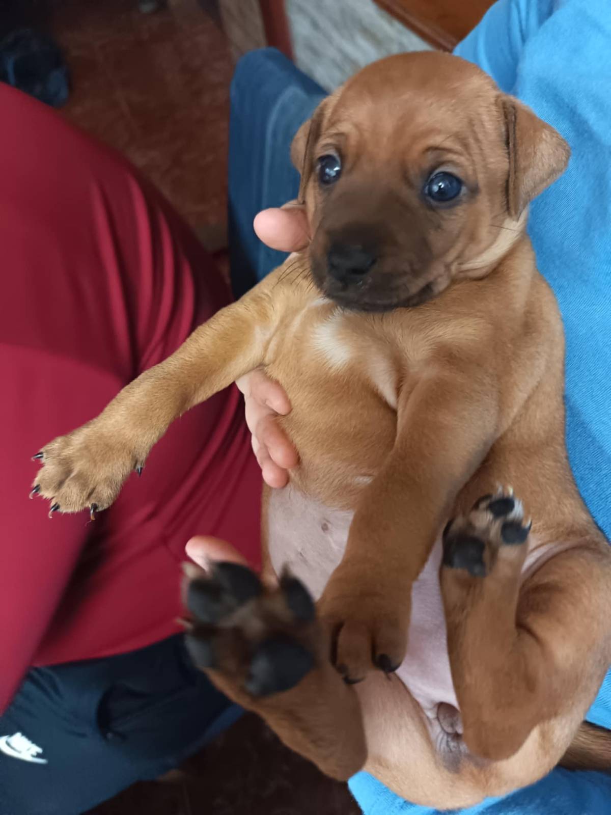 Štenci pinča dvije curice i jedan dečko