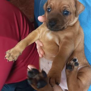 Štenci pinča dvije curice i jedan dečko