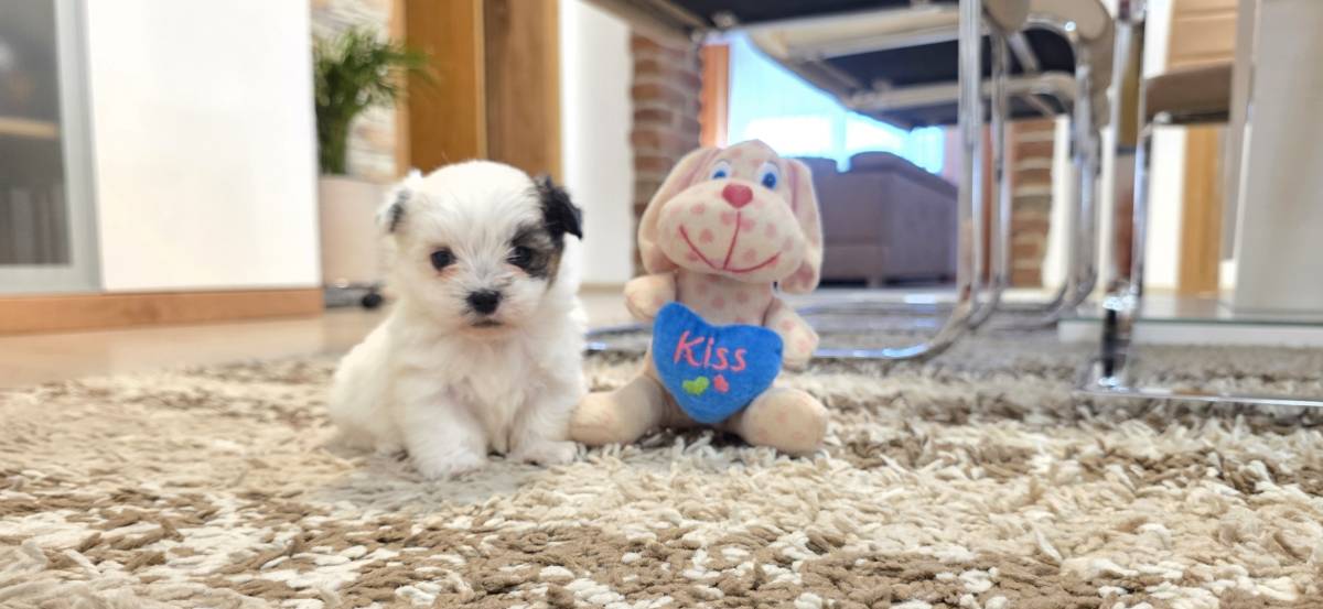 Yorkshire terrier-MORKY-Maltezer, mali štenci