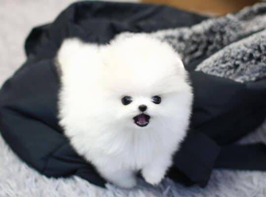 Zdravi štenci pomeranskog špica na prodaju