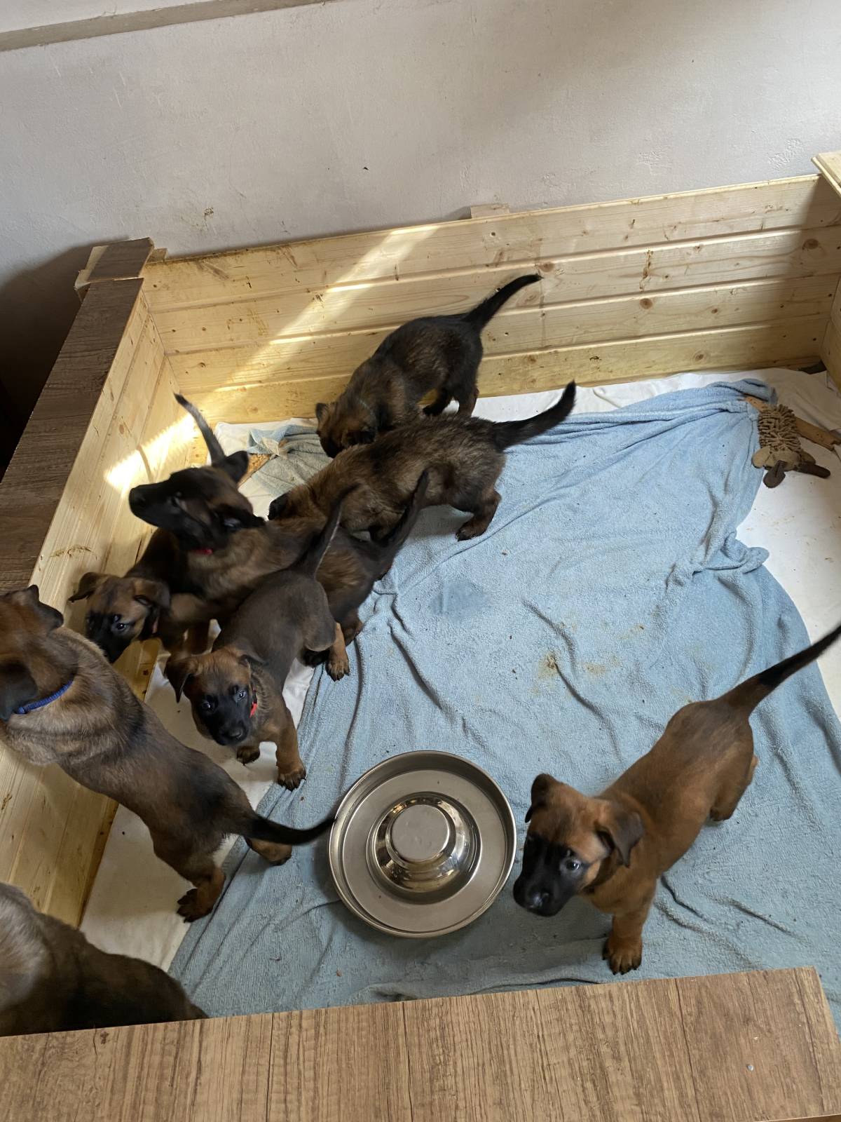 BELGIJSKI OVČAR MALINOIS, ŠTENCI 2026. 098 594 173, 091 5775 508