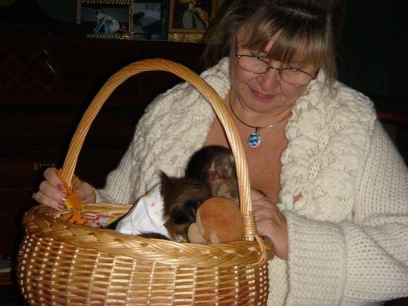 Dobro dresirani kapucinski majmuni na prodaju