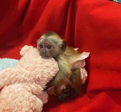 Dobro dresirani kapucinski majmuni na prodaju