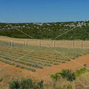 Ekološko imanje, Jasenice, potencijal za gradnju i investiciju
