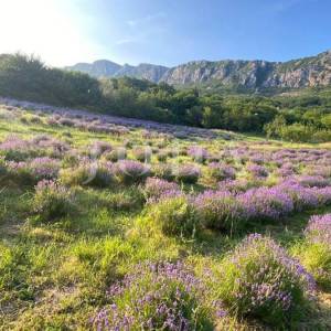 Građevinsko zemljište 1.250 m² s dozvolom i temeljima – Bribir, pogled more