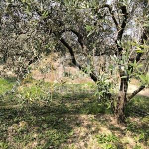 Istra, Buzet - okolica, poljoprivredno zemljište