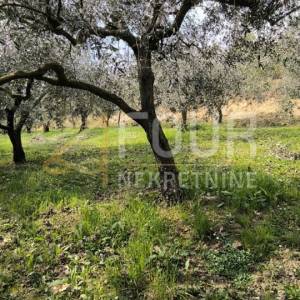 Istra, Buzet - okolica, poljoprivredno zemljište