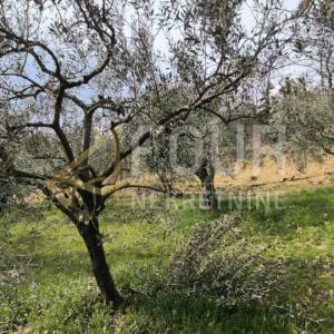 Istra, Buzet - okolica, poljoprivredno zemljište