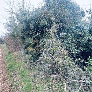 Istra, Ližnjan, poljoprivredno zemljište, 1.899m2