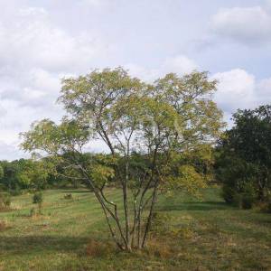 Kuća i gosp.objekt na atraktivnom zemljištu 12.800m2,Cerovlje okolica