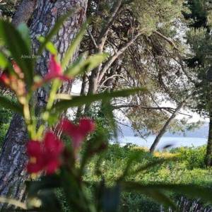 KUĆA SA TRI  APARTMANA,  MEDULIN