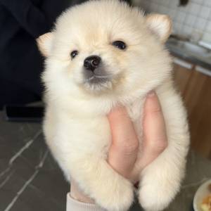 Pomeranski špic ŠTENCI