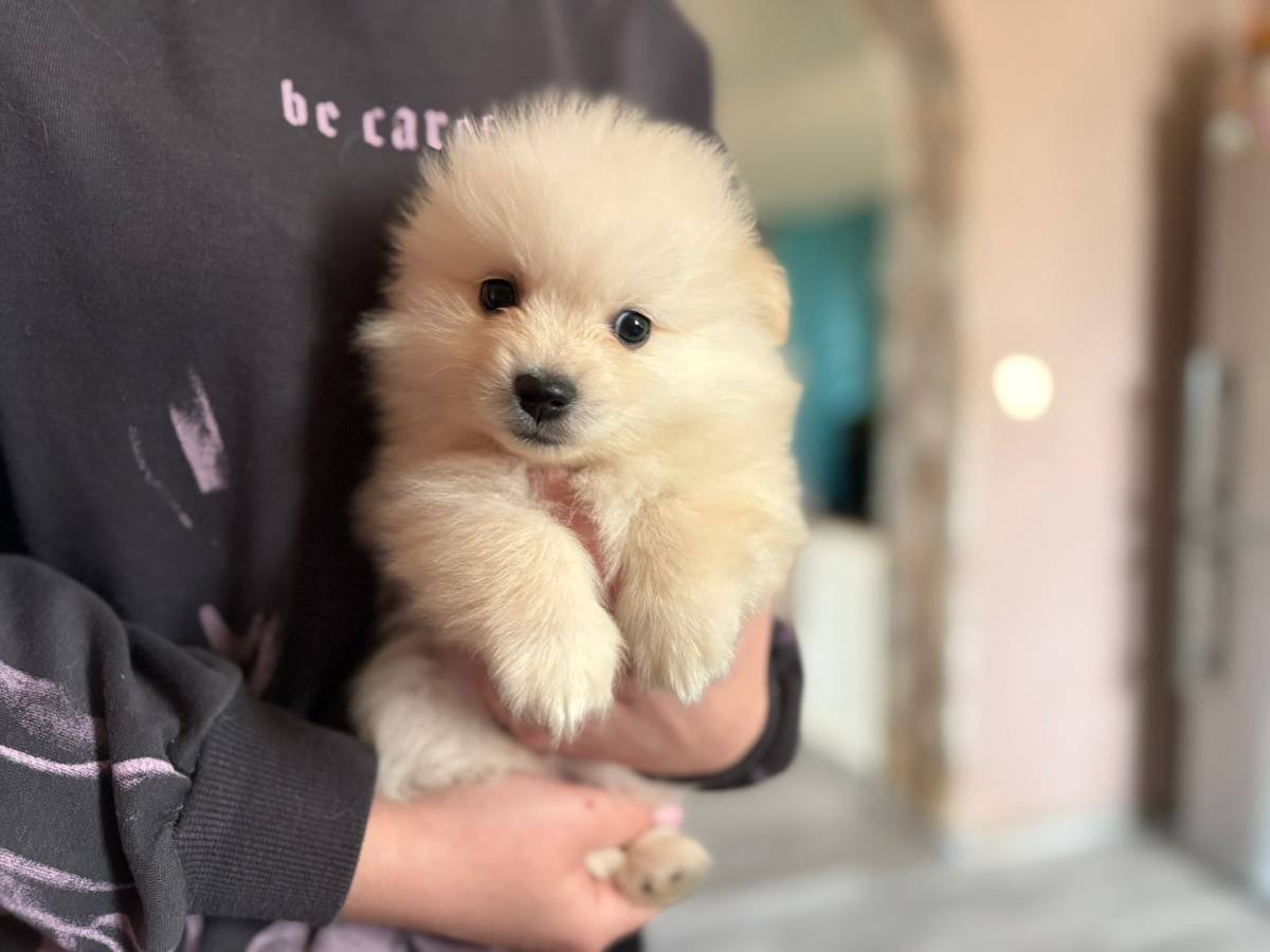 Pomeranski špic ŠTENCI