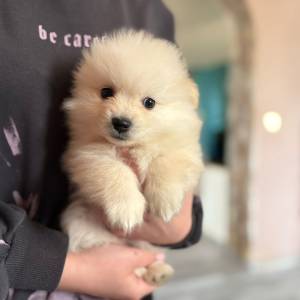 Pomeranski špic ŠTENCI