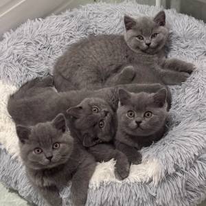 Prekrasni britanski kratkodlaki mačići