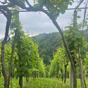 Prodaja, Kuća, Gornja Voća, Gornja Voća, Samostojeća, 78m2