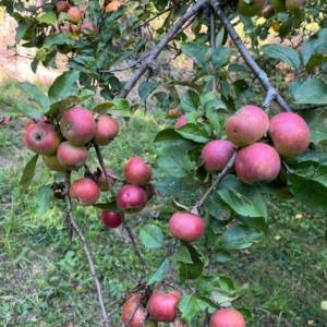Prodaja, Kuća, Gornja Voća, Gornja Voća, Samostojeća, 78m2