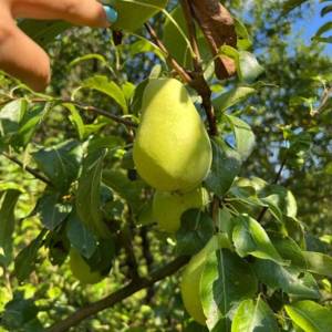 Prodaja, Kuća, Gornja Voća, Gornja Voća, Samostojeća, 78m2